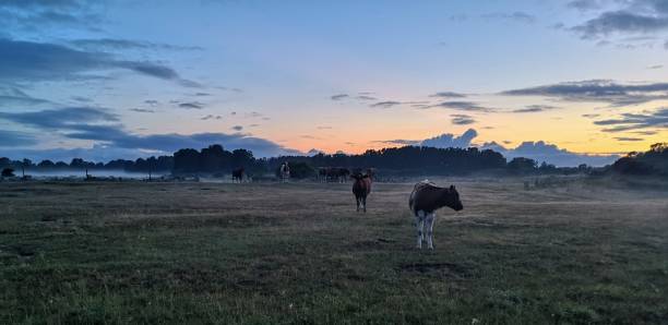 Stirks in the dusk and mist Despite being grass eating and in fear of predators cattle is curious by nature. Where you go the will slowly follow and stare at you. gotland stock pictures, royalty-free photos & images