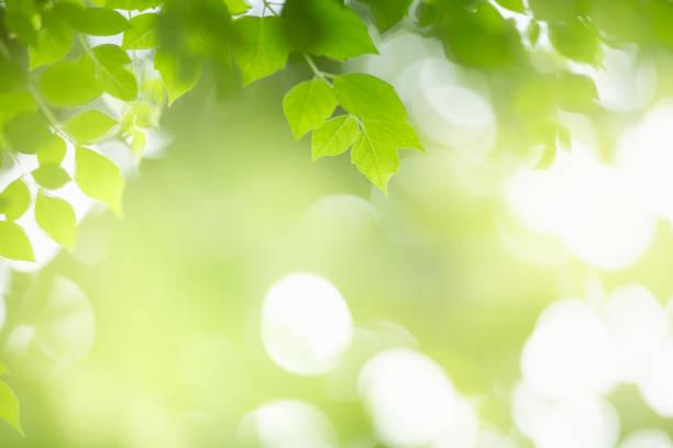 istock Beautiful nature view green leaf on blurred greenery background under sunlight with bokeh and copy space using as background natural plants landscape, ecology wallpaper concept. 1331989723