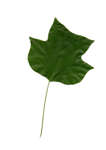 A tulip tree leaf