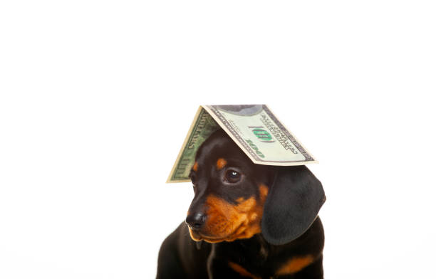 istock image of dog white background 1331994647