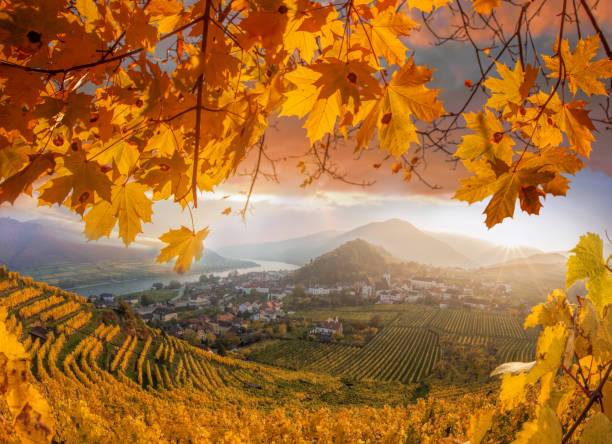 Famous vineyards during autumn with maple leaves against sunset in Wachau, Spitz, Austria Famous vineyards during autumn with maple leaves against sunset in Wachau, Spitz, Austria durnstein stock pictures, royalty-free photos & images