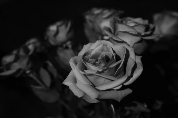istock .roses in the dark 1331996930