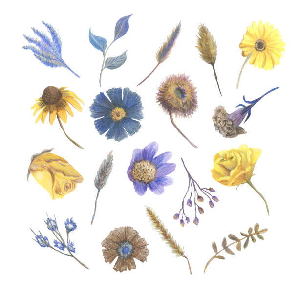 istock Set with different  blue, yellow and brown flowers cut out on white  background. Made in the technique of colored pencils. Hand drawn. 1331997798