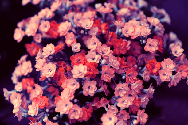 Bouquet of bright reddish-orange and low-intensity yellow flower. Brazil, 2021