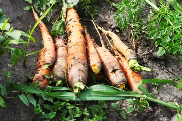 Photo of Carrot.