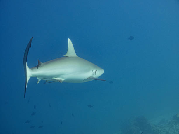 Reef Shark