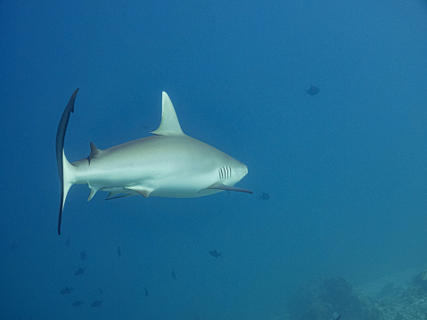 Extreme close up of Great White Shark looking directly at camera smiling