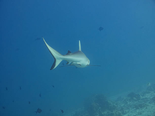 istock Underwater view of shark stealthily hunting fish 1331999283