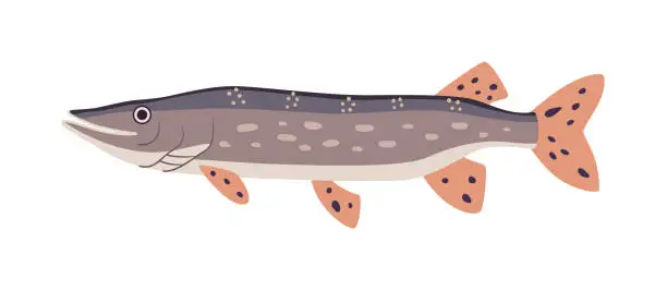Vector illustration of Pike fish freshwater predator on white background