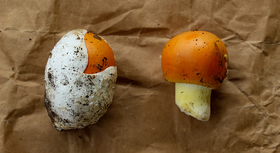 Banner. Two Caesar's mushrooms with and without a white shell on brown paper. Amanita caesarea. Caesar's mushrooms.