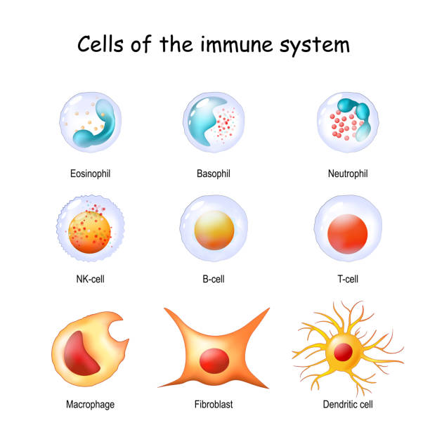 immune system cells. White blood cells or leukocytes immune system cells. White blood cells or leukocytes Eosinophil, Neutrophil, Basophil, Macrophage, Fibroblast, and Dendritic cell. Vector diagram viral antigen stock illustrations