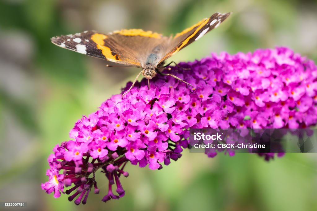 Red admiral butterfly feeding on a purple Buddleia flower Butterfly - Insect Stock Photo