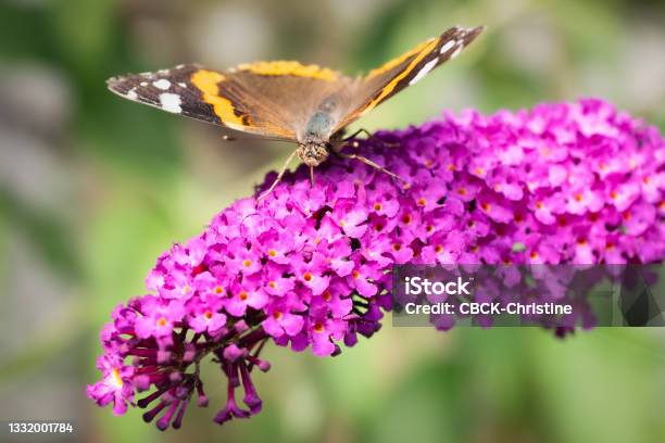 Red Admiral Butterfly Feeding On A Purple Buddleia Flower Stock Photo - Download Image Now