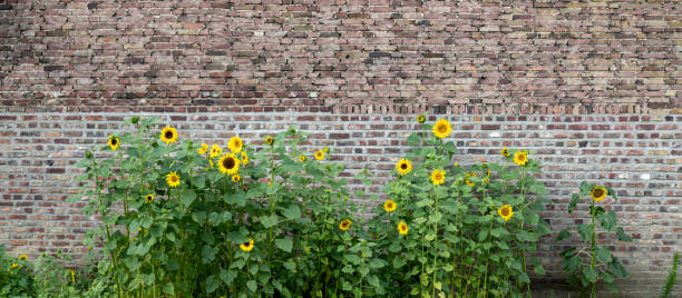 sunflowers in front of a brick wall