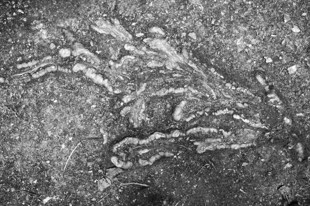 black and white picture of a tree root structure in the ground