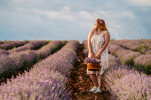 Young overweight beautiful woman standing in lavender field at sunset with basket full with lavender flowers.