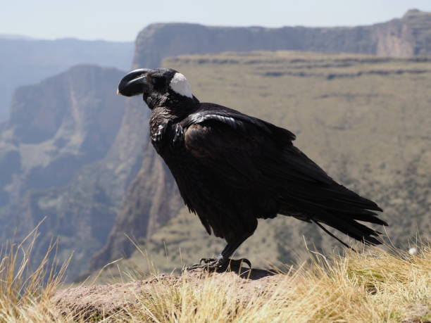 Closeup portrait of Thick-billed raven (Corvus crassirostris) resting against backdrop of Semien Mountains, Ethiopia. stock photo