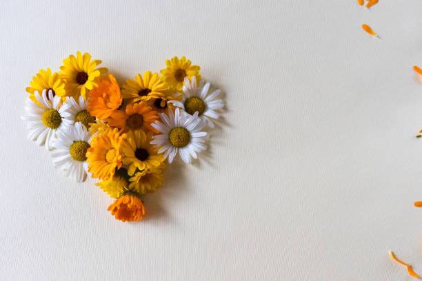 istock Chamomile flowers in a shape of heart. 1332003559