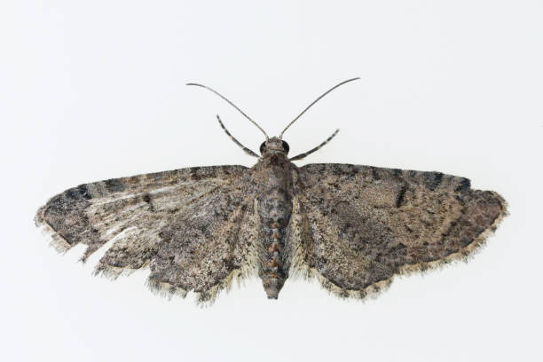 mariposa nocturna - polilla, con fondo blanco. - victorian style engraved image lepidoptera wildlife fotografías e imágenes de stock