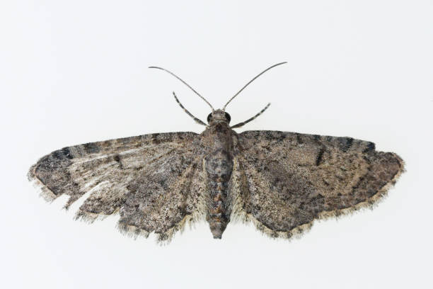 夜の蝶 - 白い背景を持つ蛾。 - victorian style engraved image lepidoptera wildlife ストックフォトと画像