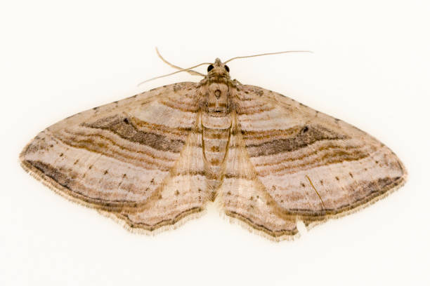 mariposa nocturna - polilla, con fondo blanco. - victorian style engraved image lepidoptera wildlife fotografías e imágenes de stock