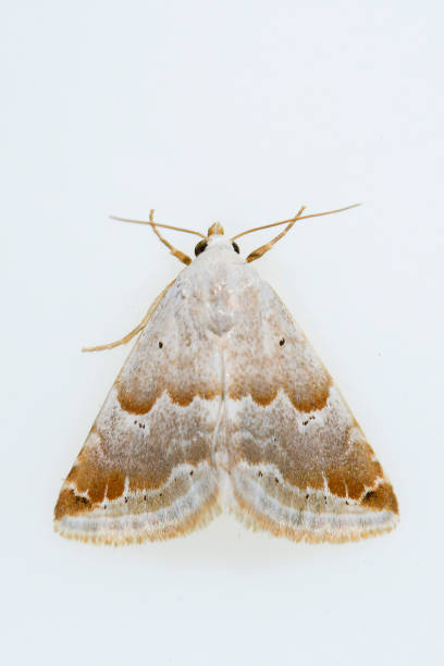 istock Night butterfly - Moth, with white background. 1332003800