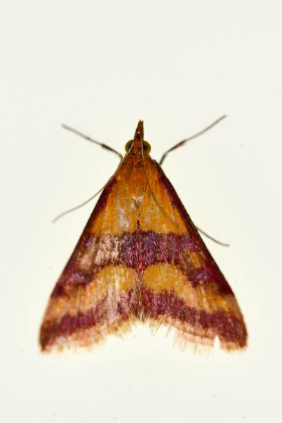 mariposa nocturna - polilla, con fondo blanco. - victorian style engraved image lepidoptera wildlife fotografías e imágenes de stock