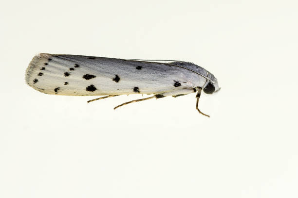 mariposa nocturna - polilla, con fondo blanco. - victorian style engraved image lepidoptera wildlife fotografías e imágenes de stock