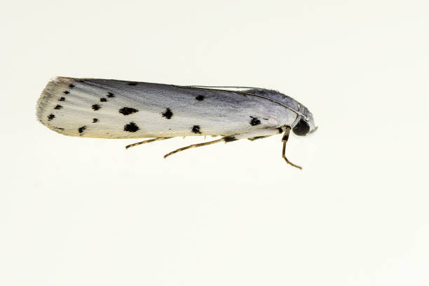夜の蝶 - 白い背景を持つ蛾。 - victorian style engraved image lepidoptera wildlife ストックフォトと画像