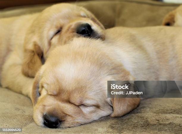 Royalty Free Photograph Yep Theyre The Cutest Puppies Puppies Snoozing After Playing Hard Adorable Puppy Backgrounds For Website Blog Or Advertising Engaging Puppy Art For Effective Messaging I Love Puppies So Much Play Hard Then Sleep Stock Photo - Download Image Now