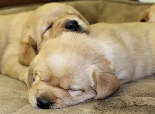 Photo of Royalty Free Photograph - Yep They're the Cutest Puppies - Puppies Snoozing after Playing Hard - Adorable Puppy Backgrounds for Website, Blog, or Advertising - Engaging Puppy Art for Effective Messaging - I Love Puppies So Much - Play Hard & Then Sleep