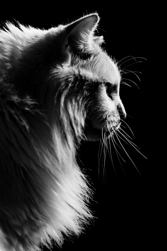 Skinny old cat looking down with sadness, isolated on white
