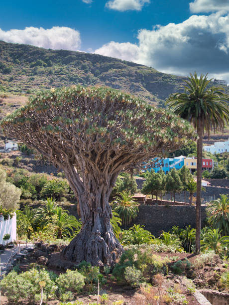 istock View on the Dragon tree in Icod in Tenerife 1332004648