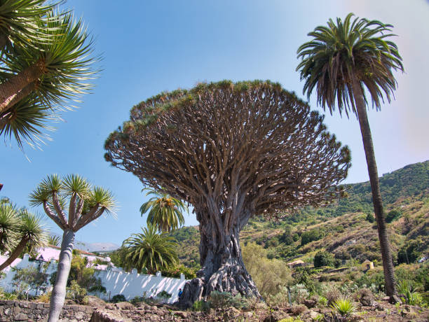 istock View on the Dragon tree in Icod in Tenerife 1332004654