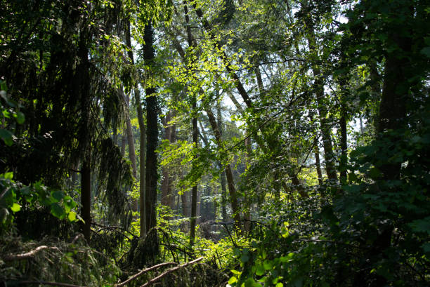 árvores e galhos quebrados e quebrados após fortes tempestades em zurique schwamendingen em uma tarde ensolarada de verão. - switzerland forest storm summer - fotografias e filmes do acervo