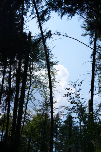 curvando-se, árvores e galhos quebrados após forte tempestade em zurique schwamendingen em uma tarde ensolarada de verão. - switzerland forest storm summer - fotografias e filmes do acervo