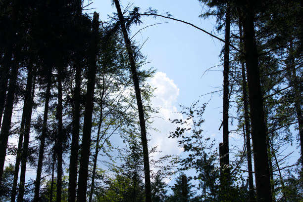 curvando-se, árvores e galhos quebrados após forte tempestade em zurique schwamendingen em uma tarde ensolarada de verão. - switzerland forest storm summer - fotografias e filmes do acervo
