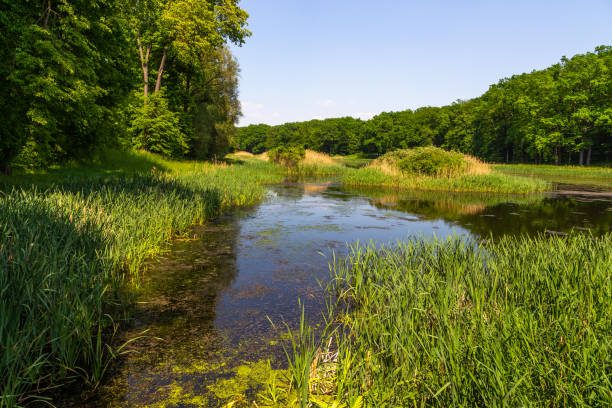 istock Pond in the park, Goluchow, Great Poland. 1332004914