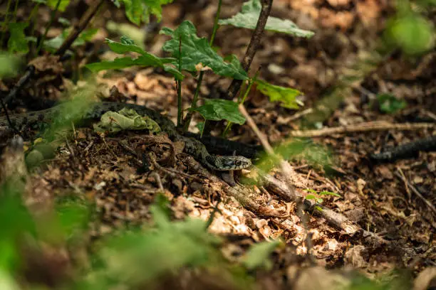 Grass snake (Natrix astreptophora) hiding in the forest, near Lindoso, Peneda-Gerês National Park, Viana do Castelo district, Portugal