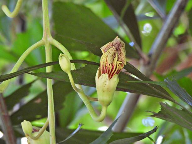 istock Sausage Tree (Kigelia Africana) - closed flowers 1332005634