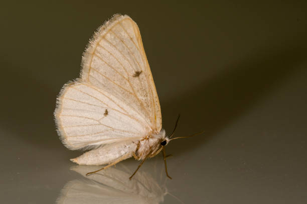 Dyscia penulataria - is a moth of the Geometridae family.