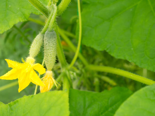 istock blooming small cucumbers on a branch in a greenhouse 1332005839