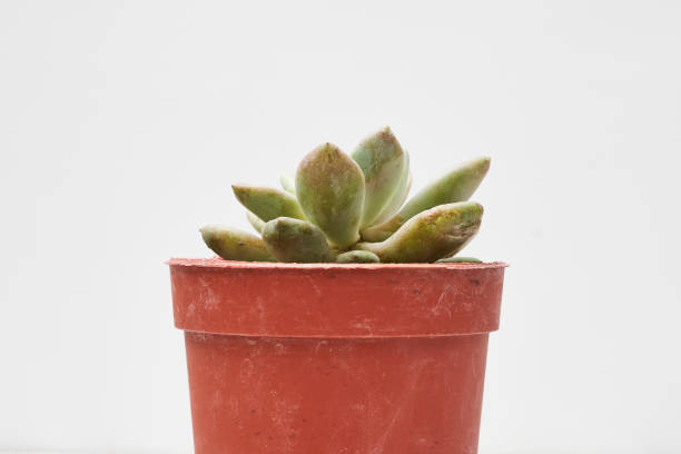 istock Pachyphytum werdermannii - Surreal Succulents 1332005926