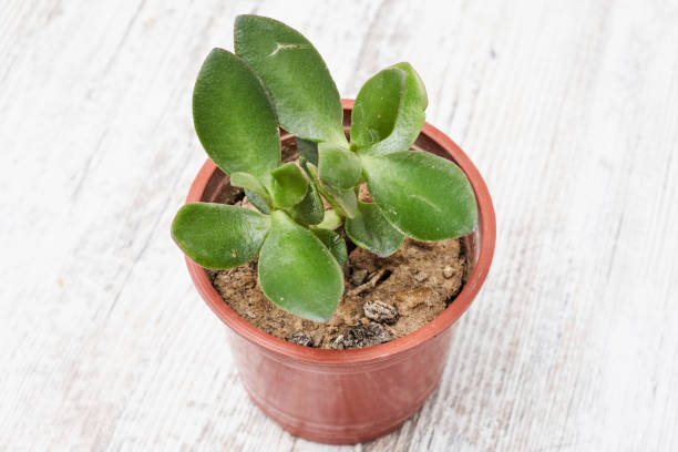 istock Pachyphytum werdermannii - Surreal Succulents 1332005949