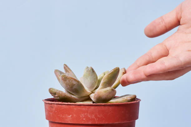 istock Hand holds home plant 1332005973