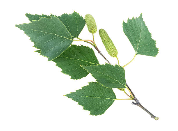 istock Spring twig birch with green leaves and catkins isolated on a white background 1332006000