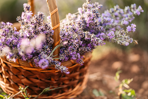 A woven basket filled with purple lavender, close up.