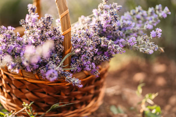 A woven basket filled with purple lavender A woven basket filled with purple lavender, close up. lavender lavender coloured bouquet flower stock pictures, royalty-free photos & images