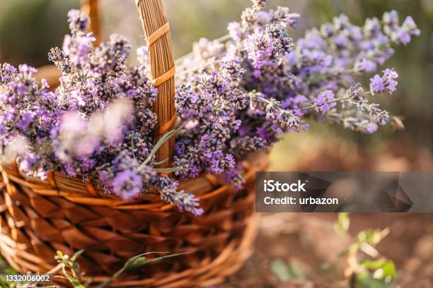 A Woven Basket Filled With Purple Lavender Stock Photo - Download Image Now - Lavender - Plant, Lavender Color, Basket