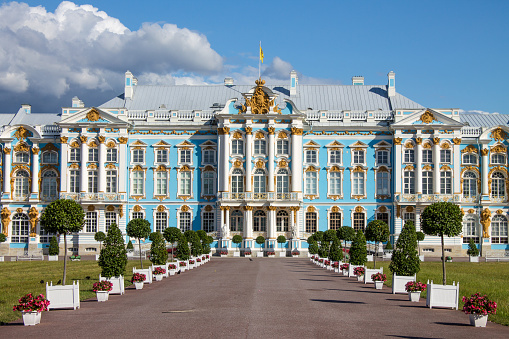the magnificent blue and white Catherine Palace with beautiful plant beds and trees on a sunny summer day in Tsarskoye Selo in Leningrad region